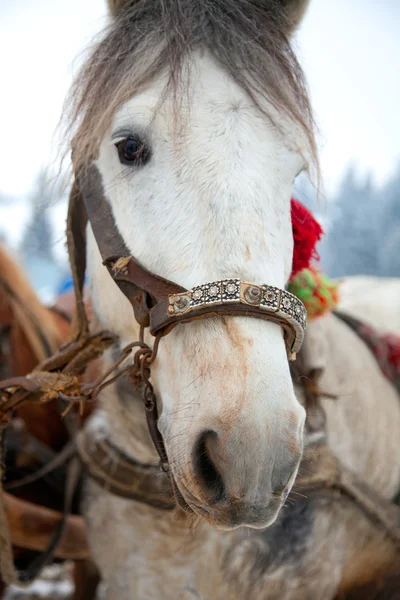 Портрет Головы Лошади Снежном Ландшафте — стоковое фото