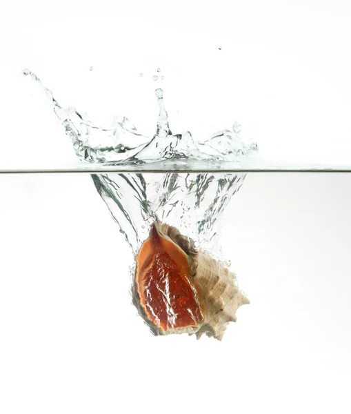 Concha em respingo de água isolado no fundo branco — Fotografia de Stock