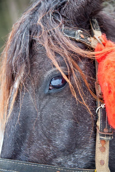Hästhuvud med öga — Stockfoto