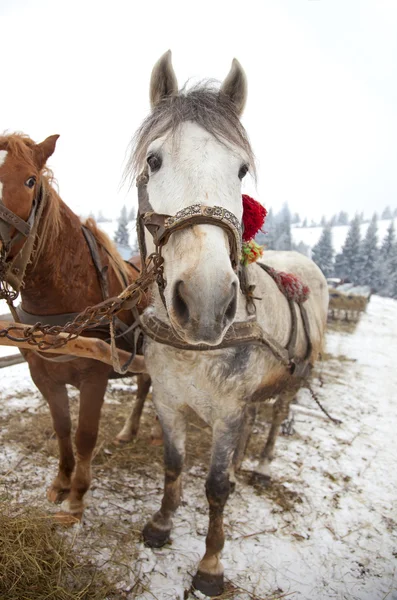 Hästar på vintern — Stockfoto