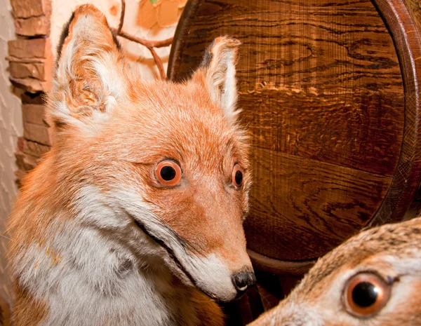 Espantapájaros zorro salvaje con expresión de hocico divertido —  Fotos de Stock