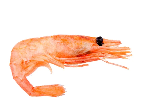 Pink boiled shrimp isolated on white background — Stock Photo, Image