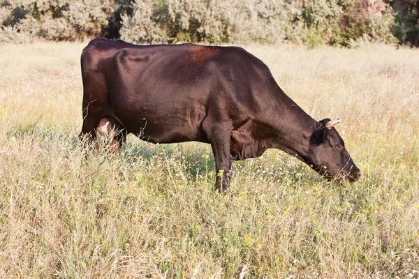 Vache brune — Photo