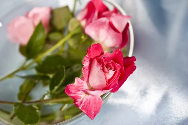 Троянди для любові — стокове фото