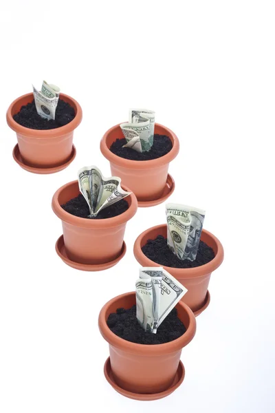 Crecimiento del dinero —  Fotos de Stock
