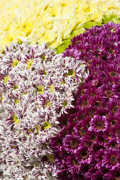 Diseño de flores — Foto de Stock