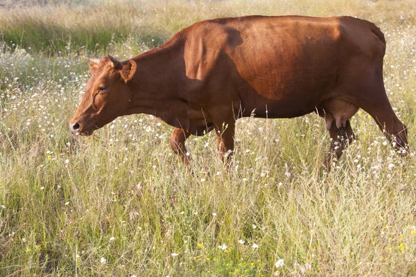 Vaca castanha Fotografia De Stock