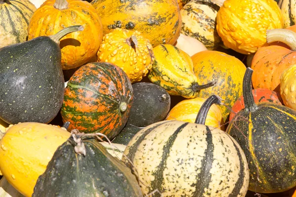 Осень Различные Декоративные Тыквы Различные Сорта Овощей — стоковое фото