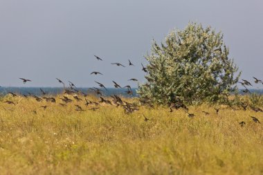 Kuş sürüsü