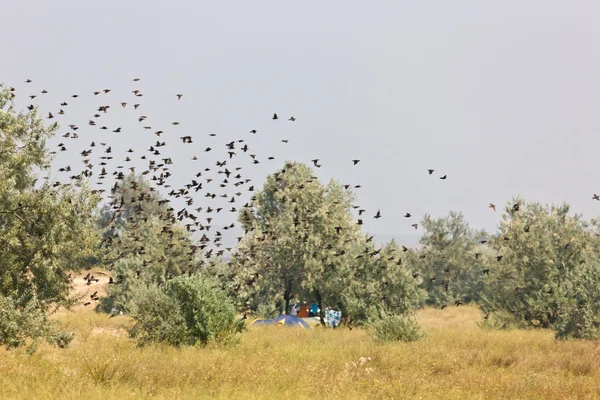 Flock of birds — Stock Photo, Image