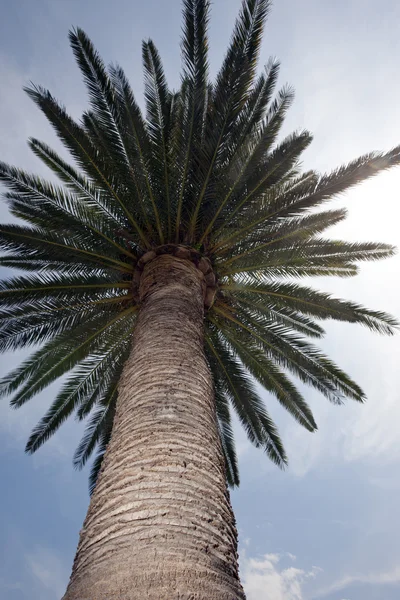 stock image Palm across sky