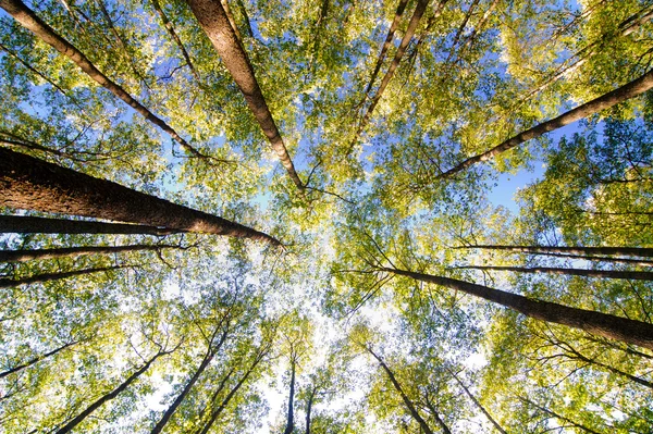 Looking up in forest — Stock Photo, Image