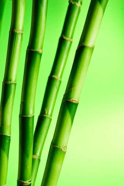 Bamboo Royalty Free Stock Photos