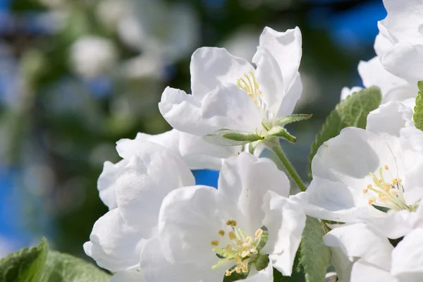 애플의 꽃 스톡 이미지