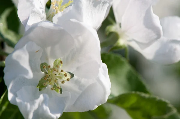 Apple blossom Stock Image