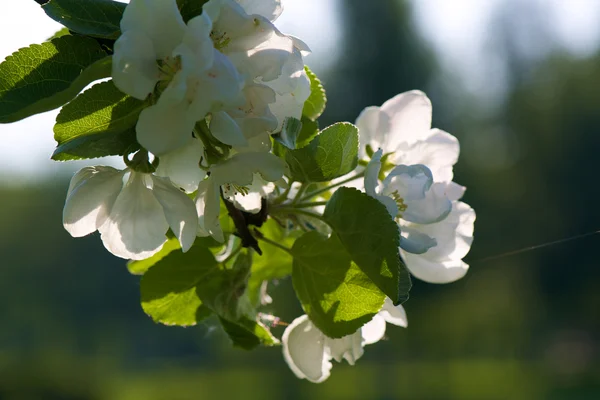 Цветение яблони Лицензионные Стоковые Фото