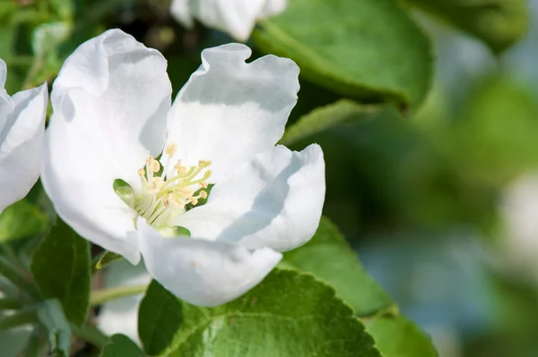 Kwiat jabłoni Obrazek Stockowy