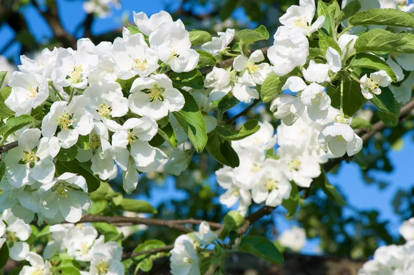 Apple blossom Royaltyfria Stockbilder
