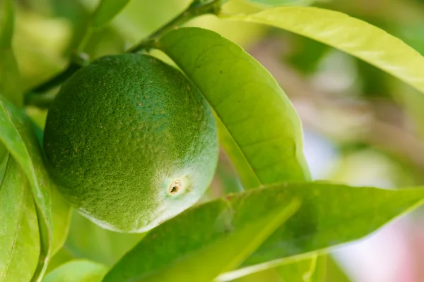 Lime tree — Stock Photo, Image