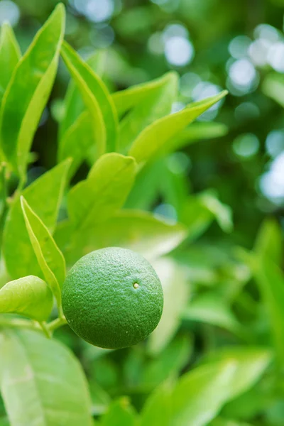 Lime tree Stock Photo