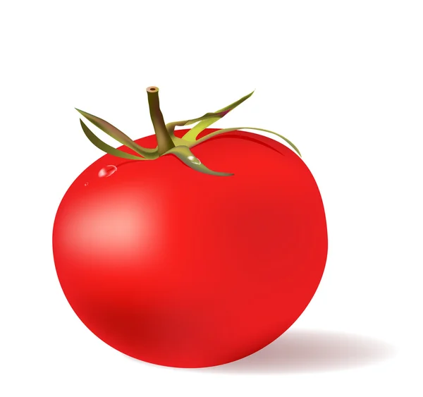 Tomate rouge avec gouttes d'eau — Image vectorielle