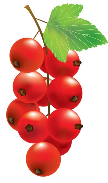 Vector red currant — Stock Vector