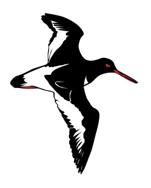 Vector illustration of the snipe on white background clipart