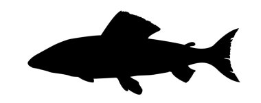 Vector silhouette salmon on white background clipart