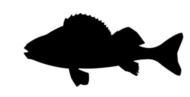 Vector silhouette of fish on white background clipart