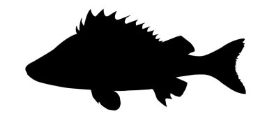 Vector silhouette of the ruff but white background clipart