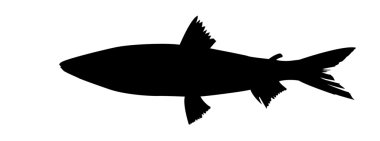 Vector silhouette of fish on white background clipart