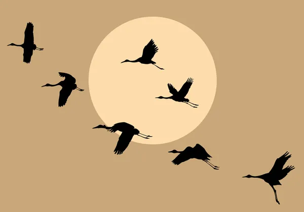 Векторные силуэты летающие краны на фоне солнца — стоковый вектор