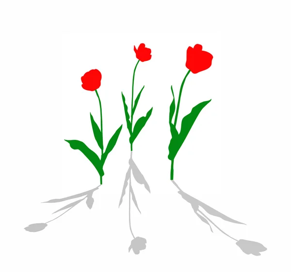 Vettoriale disegno tulipano su sfondo bianco — Vettoriale Stock