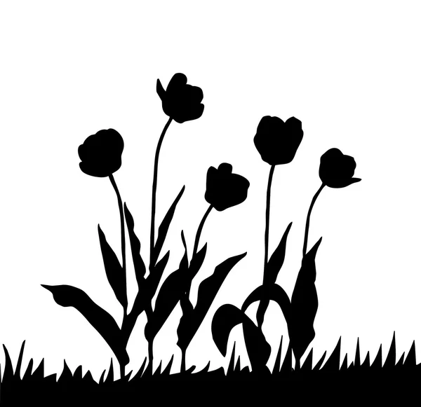 Vettoriale disegno tulipano su sfondo bianco — Vettoriale Stock