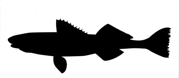 Siluet vektor dari ikan dengan latar belakang putih - Stok Vektor