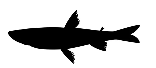 在白色背景上的派克鲈鱼的矢量剪影 — 图库矢量图片