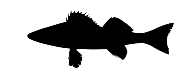 Vector silhouette of the pike perch on white background — Stock Vector