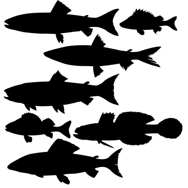 Vector silhouettes of river fish on white background — Stock Vector