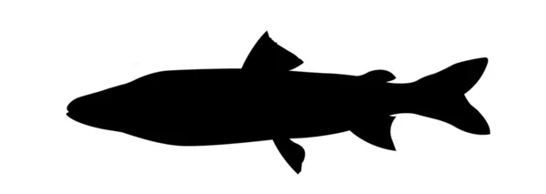 Silhouette vectorielle saumon de rivière sur fond blanc — Image vectorielle