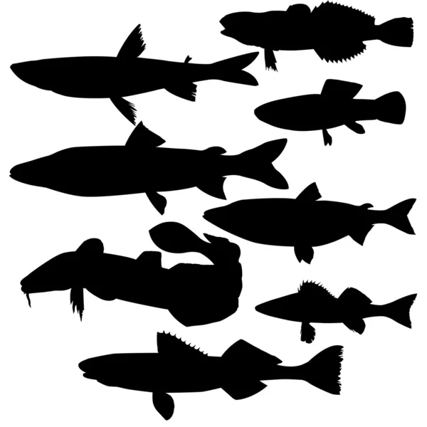 Siluetas de peces de río sobre fondo blanco — Vector de stock