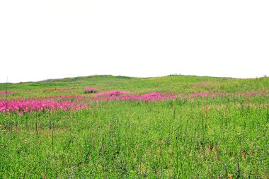 Leylak flowerses alanı