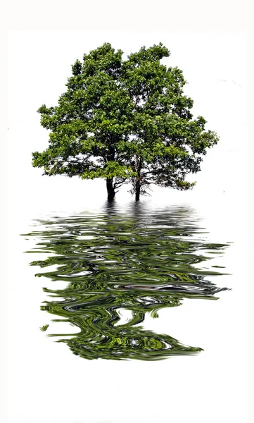 Отражательное дерево в воде — стоковое фото