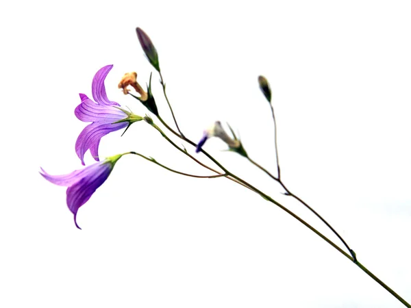 Beyaz zemin üzerinde çan çiçeği — Stok fotoğraf