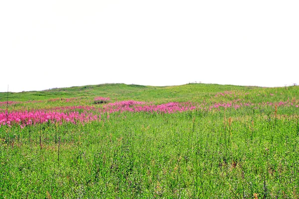 Lila flowerses på fältet — Stockfoto