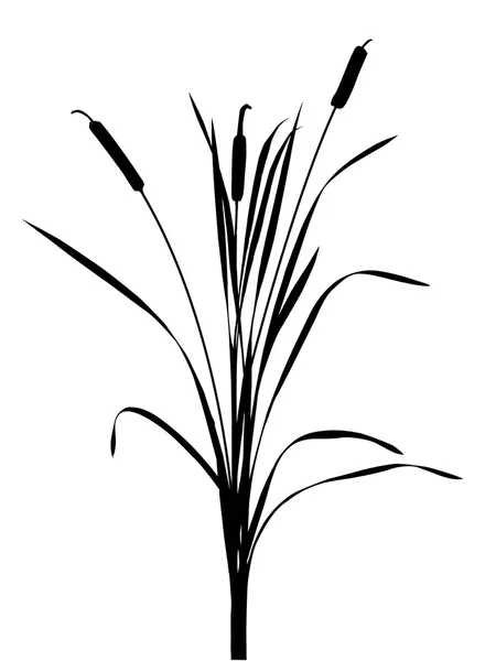 Illustration du roseau sur fond blanc — Image vectorielle