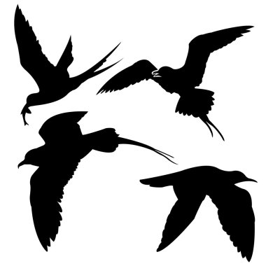 Silhouette of the sea birds on white background clipart