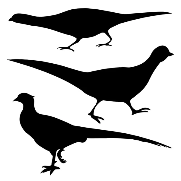 Silhouette of the pheasant on white background — Stock Vector