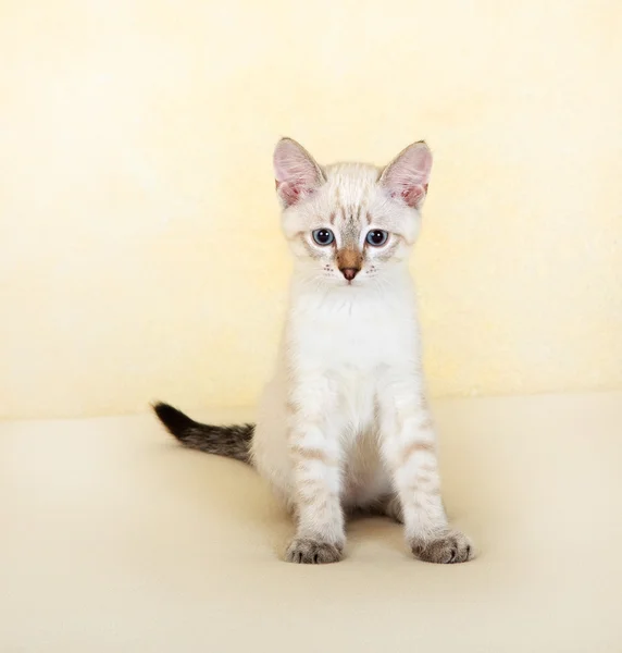 Thai γατάκι. — Φωτογραφία Αρχείου