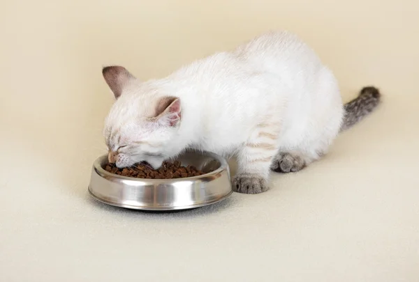 小猫吃干的食物. — 图库照片