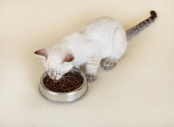 Gatinho está comendo alimentos secos . — Fotografia de Stock